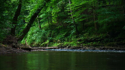 Fototapeta na wymiar River in the Forest