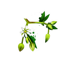 Chickweed vegetable with flower isolated on white. Hand drawn illustration of chickenwort, craches maruns, winterweed, stellaria media, chickweed. Organic food. Digital art with paint splashes effect