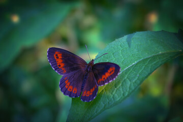 Fototapeta na wymiar Northern Brown Argus butterfly, Latin name Plebeius artaxerxes on a green leaf.