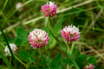 Pink Trifolium pratense flowers in the garden.