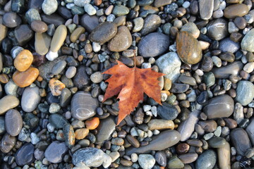 Grey black white brown pebbles stones with orange autumn mapple leaf background