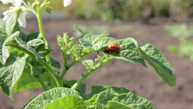 Larvae of the Colorado potato beetle on the potato bush close-up. Pest control in the garden. Insects destroying crops. Larvae colorado beetle - agriculture pest.