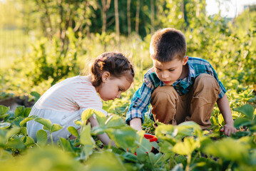Cute and happy little brother and sister of preschool age collect and eat ripe strawberries in the garden on a Sunny summer day. Happy childhood. Healthy and environmentally friendly crop