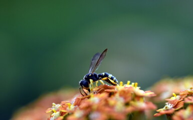 Schwebfliege auf einer gelben Schafgarbe
