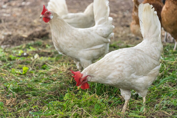 White domestic hens walk in the corral and look for food in the grass.