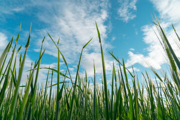 Obraz premium green grass and blue sky