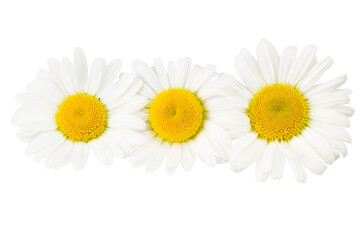 chamomile isolated on a white background. daisy flower.