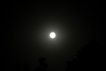 Moonlight with branches of tree is nature background at night. Tree silhouette and night sky...