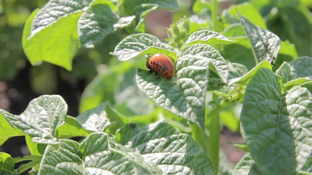 Larvae of the Colorado potato beetle on the potato bush close-up. Pest control in the garden. Insects destroying crops. Larvae colorado beetle - agriculture pest.