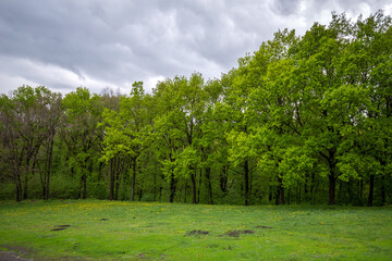 Summer landscape. Green clearing at the edge of the deciduous forest on a cloudy day. Spring nature...