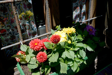 yellow and red flowers on the window