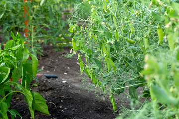 Green peas growth on garden bed in summer. Cultivation of vegetables, agriculture. Gardening in the summer house in the spring and summer season.