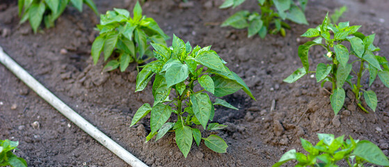 Green seedlings peppers growth in summer in rows on garden bed closeup. Cultivation of vegetables, agriculture. Gardening in the summer house in the spring and summer season.
