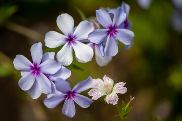 purple pink and white flowers 