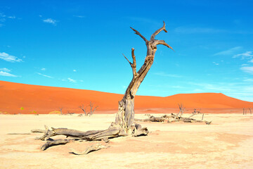 Dead trees in dry Deadvlei salt pan, Namib Naukluft Park, Namibia, Africa