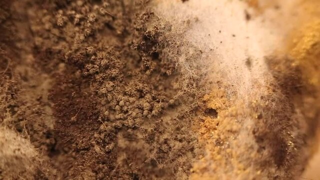 Mold growing rapidly on moldy bread on white background. Scientists modify fungus found on bread into an anti-virus chemical.