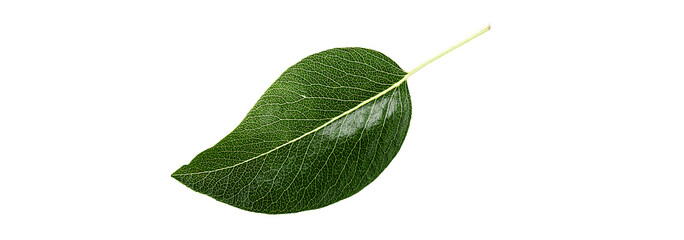 Fototapeta premium Close up pear leaf isolated on a white background.