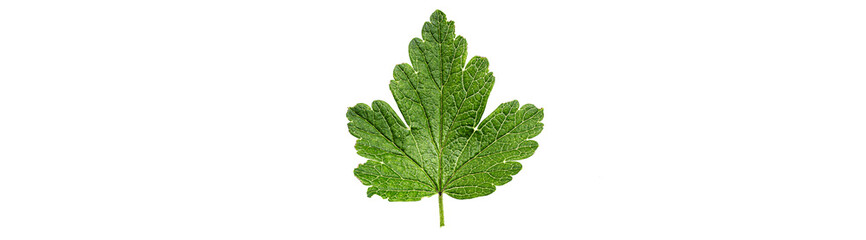 Close up gooseberry leaf isolated on a white background.