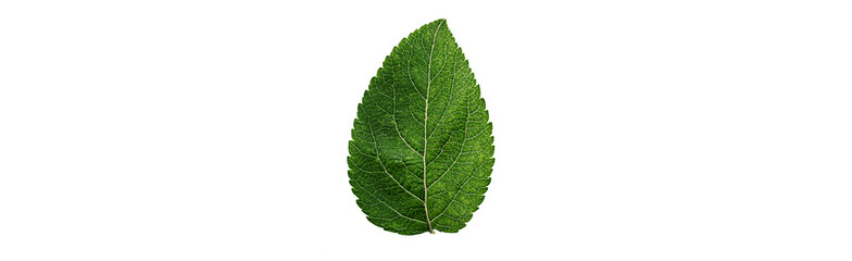 Close up apple leaf isolated on a white background.