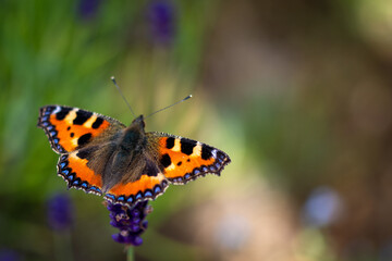 orange blue black butterfly on a lavender flower