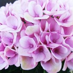 pink hydrangea flower