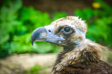 closeup portrait of a cinereous vulture, Aegypius monachus, that is a large raptorial bird