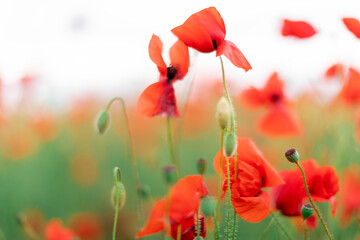 Beautiful blooming poppies blurred background. Falling petals of poppy flowers.