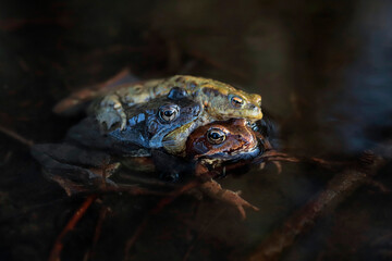 Moor frogs and common toad amplexus