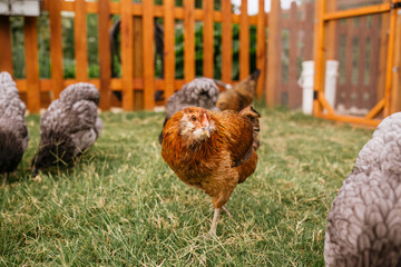 Backyard Chickens Roaming the Grass