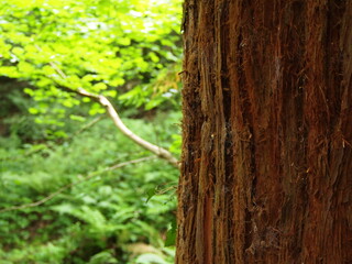 Views of forestry in England
