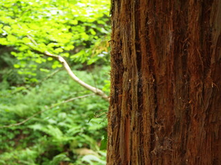 Obraz premium Views of forestry in England