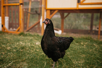Backyard Chickens Roaming the Grass