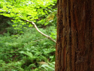 Views of forestry in England
