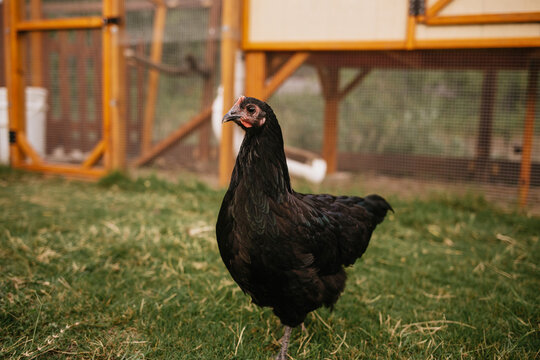 Backyard Chickens Roaming the Grass
