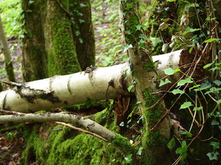 Views of forestry in England