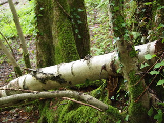 Views of forestry in England