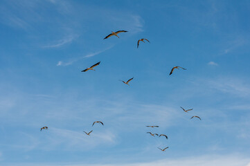 Large group of storks in the sky over a farm field panorama, selective focus