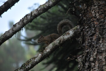 Little squirrel known in the South of Brazil as Serelepe - Sciurus ingrami.