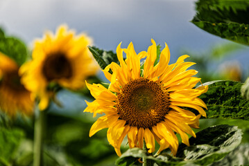 Field of yellow blooming sunflowers in the sun