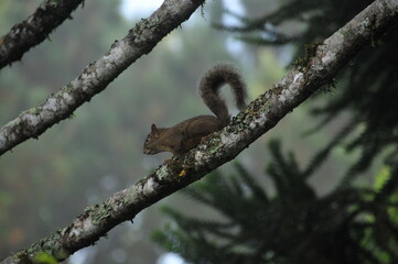 Little squirrel known in the South of Brazil as Serelepe - Sciurus ingrami.