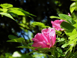 beautiful wild rose flowers close-up