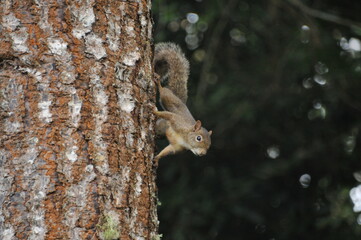 Fototapeta premium Little squirrel known in the South of Brazil as Serelepe - Sciurus ingrami.