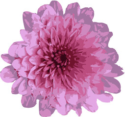Chinapink  Aster Vector from foto flower isolated