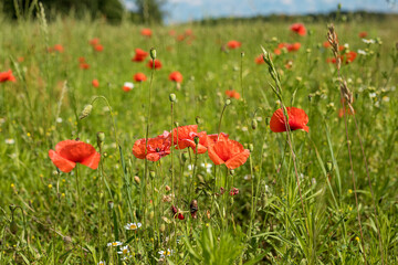 Photo of red poppies blooming in the tall green grass. A meadow in the middle of a forest and a small piece of blue sky. Summer mood on a Sunny day