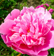 blooming delicate pink peony flower macro view