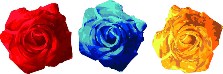 Red Blue Yellow three roses Vector from foto flower Isolated
