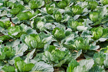 Fresh cabbage in the agricultural farm.