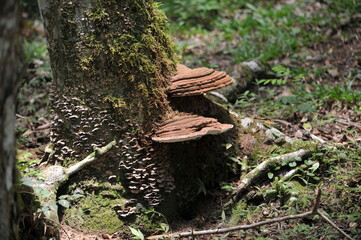 Wood ear.