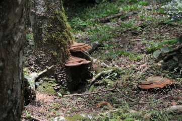Wood ear.