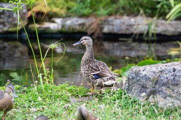 Adult female mallard duck and ducklings play about in and around a typical English pond during a wet summers day.
